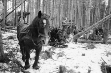 Zrywka w lesie (fot. 1)[Dokument ikonograficzny]