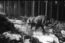 Zrywka w lesie (fot. 2) [Dokument ikonograficzny]
