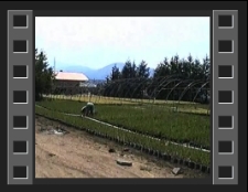 Kostrzyca : szkółka leśna [Film]