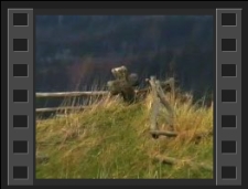 Krzyże pokutne w Komarnie, Miedziance, Staniszowie i Marczycach [Film]