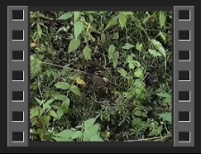 Niewypały w Raszowie koło Kamiennej Góry [Film]