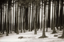 Harcerze - święto drużyny (fot. 2) [Dokument ikonograficzny]