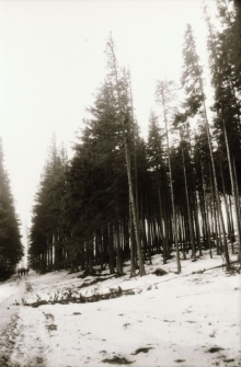 Harcerze - święto drużyny (fot. 3) [Dokument ikonograficzny]