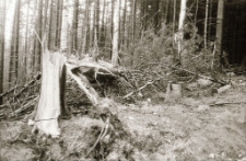 Harcerze - święto drużyny (fot. 4) [Dokument ikonograficzny]