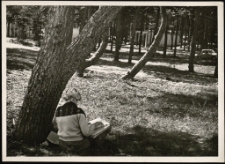 [Drzewa] (fot. 1) [Dokument ikonograficzny]