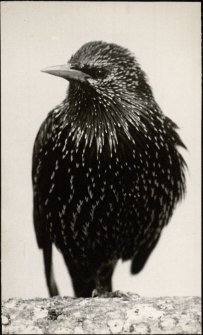 Szpak [Dokument ikonograficzny]