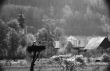 [Bociany na tle wieży kościelnej] [Dokument ikonograficzny]