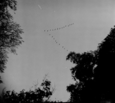 Klucz dzikich gęsi [Dokument ikonograficzny]