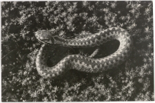 Żmija zygzakowata - Karkonosze - Śnieżne kotły [Dokument ikonograficzny]