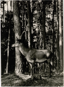 Jelonek [Dokument ikonograficzny]