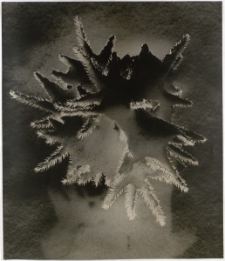 Śnieżne igraszki [Dokument ikonograficzny]