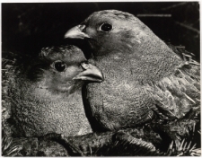 Para ptaków [Dokument ikonograficzny]