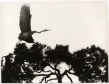 Czapla siwa [Dokument ikonograficzny]