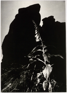 Naparstnica [Dokument ikonograficzny]