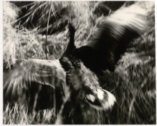 Start dzikiej gęsi [Dokument ikonograficzny]