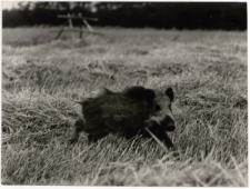 Spóźniony rabuś (dzik) [Dokument ikonograficzny]