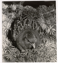 Na gnieździe [Dokument ikonograficzny]