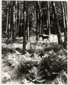 W lesie [Dokument ikonograficzny]