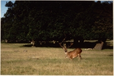 Jeleń [Dokument ikonograficzny]