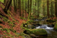 Górzyniec (fot. 1) [Dokument ikonograficzny]