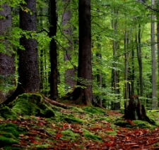 Górzyniec (fot. 2) [Dokument ikonograficzny]