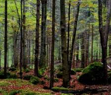 Górzyniec (fot. 3) [Dokument ikonograficzny]