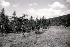 [Koń w Karkonoszach] [Dokument ikonograficzny]