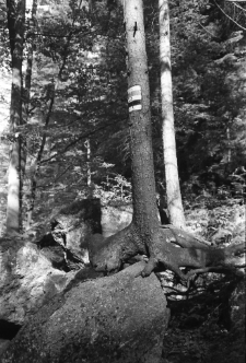 [Karkonoski Park Narodowy : oznakowanie szlaków] (fot. 1) [Dokument ikonograficzny]