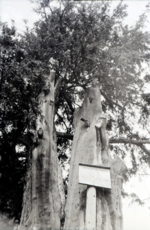 [Cis-Piechowice] (fot. 1) [Dokument ikonograficzny]