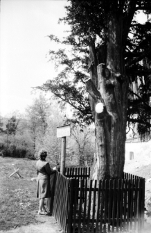 [Cis-Piechowice] (fot. 2) [Dokument ikonograficzny]