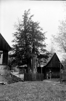 [Cis-Piechowice] (fot. 4) [Dokument ikonograficzny]