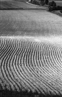 [Pole] [Dokument ikonograficzny]