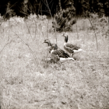 Gęsi (fot.2) [Dokument ikonograficzny]