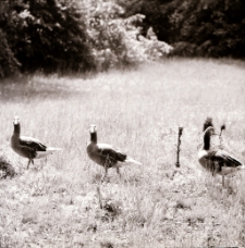 Gęsi (fot.3) [Dokument ikonograficzny]