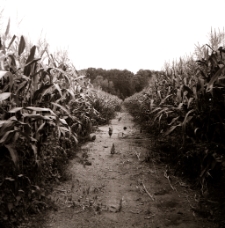 Kuropatwy (fot.1) [Dokument ikonograficzny]