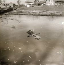 [Wojanów Bobrów : topienie Marzanny ] (fot. 5) [Dokument ikonograficzny]