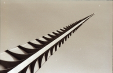 Wrocław : iglica (fot. 1) [Dokument ikonograficzny]