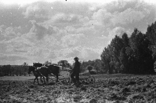 [Prace rolne : Szklarska Poręba] (fot. 2) [Dokument ikonograficzny]