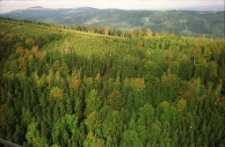 Zniszczenia po kwaśnych deszczach (fot. 2) [Dokument ikonograficzny]