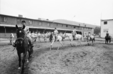 Miłków - stadnina przy Pałacu "Spiż" [Dokument ikonograficzny]