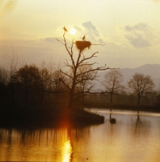 Podgórzyn - Bocianie gniazdo (fot. 1) [Dokument ikonograficzny]