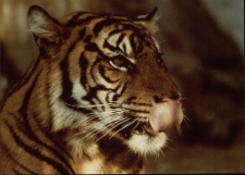 Konkurs miesiąca, luty 2002, miejsce 3 [Dokument ikonograficzny]