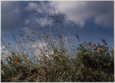 Konkurs miesiąca, sierpień 2001, wyr&oacute;żnienie [Dokument ikonograficzny]