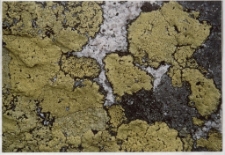 Konkurs miesiąca, listopad 2001, wyr&oacute;żnienie [Dokument ikonograficzny]