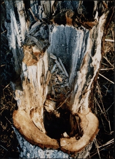 Konkurs miesiąca, luty 1995, miejsce 3 [Dokument ikonograficzny]