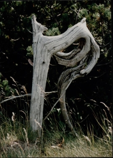 Konkurs miesiąca, lipiec 1995, miejsce 2 [Dokument ikonograficzny]