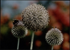 Konkurs miesiąca, sierpień 1995, miejsce 3 [Dokument ikonograficzny]