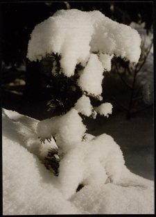 Konkurs miesiąca, styczeń 1996, miejsce 2 [Dokument ikonograficzny]