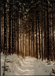 Konkurs miesiąca, luty 1996, miejsce 3 [Dokument ikonograficzny]