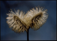 Konkurs miesiąca, maj 1996, wyróżnienie 2 [Dokument ikonograficzny]